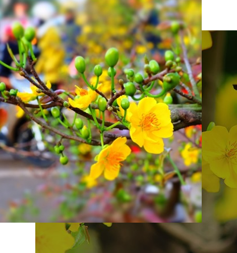 VƯỜN MAI TRƯỜNG THỌ (BA NHÂN)